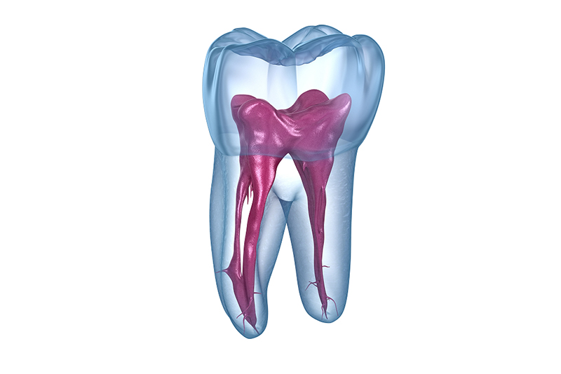 重要な役割を担う「根管」